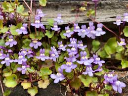 Attēlu rezultāti vaicājumam “Cymbalaria muralis leaf”