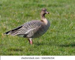 Image result for Anser brachyrhynchus