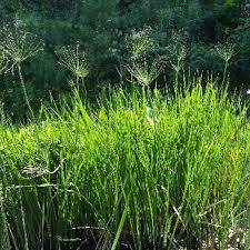 Attēlu rezultāti vaicājumam “Butomus umbellatus”