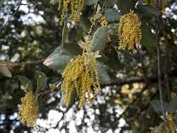 Attēlu rezultāti vaicājumam “Quercus robur male flower”