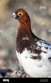 Image result for Lagopus lagopus