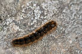 Attēlu rezultāti vaicājumam “Euthrix potatoria imago”