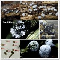 Attēlu rezultāti vaicājumam “Didymium squamulosum spores”