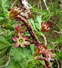 Attēlu rezultāti vaicājumam “Ribes nigrum flower”