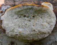 Attēlu rezultāti vaicājumam “Postia fragilis”