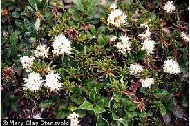 Attēlu rezultāti vaicājumam “Ledum palustre”