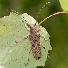 Attēlu rezultāti vaicājumam “Saperda carcharias”