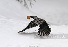 Image result for Nucifraga caryocatactes