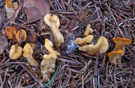 Attēlu rezultāti vaicājumam “Ascomycota”