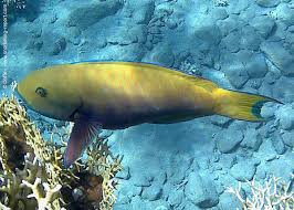 Image result for Chlorurus gibbus