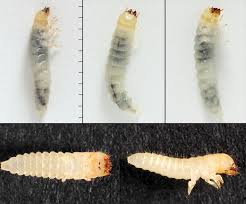 Attēlu rezultāti vaicājumam “Bolitophagus reticulatus larva”