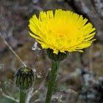 Attēlu rezultāti vaicājumam “Hypochaeris maculata leaf”
