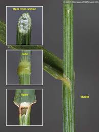 Attēlu rezultāti vaicājumam “Poa nemoralis”