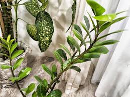 Image result for zamiokulkas