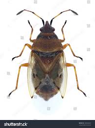 Attēlu rezultāti vaicājumam “Kleidocerys resedae”