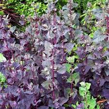 Image result for Atriplex hortensis