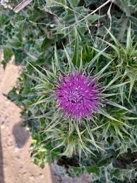 Image result for Silybum marianum