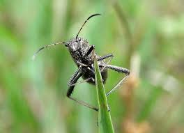 Attēlu rezultāti vaicājumam “Alydus calcaratus imago”