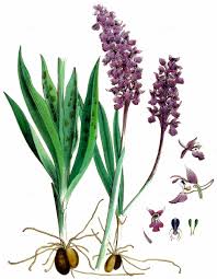 Attēlu rezultāti vaicājumam “Orchis mascula leaf”