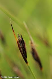 Attēlu rezultāti vaicājumam “Schoenus ferrugineus flower”