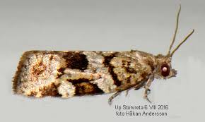 Attēlu rezultāti vaicājumam “Dichelia histrionana”