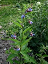 Attēlu rezultāti vaicājumam “Symphytum asperum”