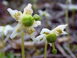 Attēlu rezultāti vaicājumam “Pyrolaceae”