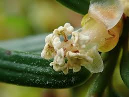 Attēlu rezultāti vaicājumam “Taxus baccata female flower”