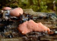 Attēlu rezultāti vaicājumam “Dictydiaethalium plumbeum spores”