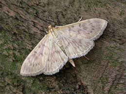 Attēlu rezultāti vaicājumam “Pleuroptya ruralis”