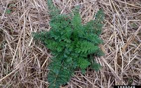 Attēlu rezultāti vaicājumam “Daucus carota subsp. carota leaf”