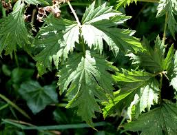 Attēlu rezultāti vaicājumam “Rubus nessensis leaf”