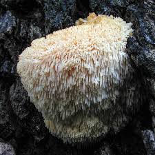 Attēlu rezultāti vaicājumam “Erinaceus sp.”