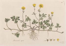 Attēlu rezultāti vaicājumam “Ranunculus repens”