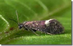 Attēlu rezultāti vaicājumam “Eriocraniidae”