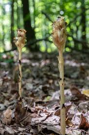 Attēlu rezultāti vaicājumam “Monotropa hypopitys fruit”