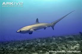 Image result for Alopias pelagicus