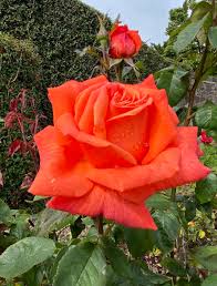 Image result for Argyle Gardens Bowling Club Trust