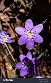 Attēlu rezultāti vaicājumam “Hepatica nobilis leaf”
