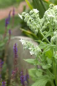 Attēlu rezultāti vaicājumam “Borago officinalis leaf”