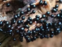 Attēlu rezultāti vaicājumam “Metatrichia floriformis”