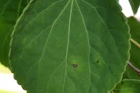 Attēlu rezultāti vaicājumam “Cercidiphyllum japonicum leaf”