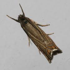 Attēlu rezultāti vaicājumam “Chrysoteuchia culmella”