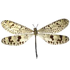 Attēlu rezultāti vaicājumam “Myrmeleontidae imago”