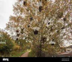 Attēlu rezultāti vaicājumam “Taphrina betulina”