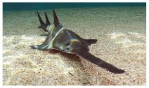 Image result for Pristis pectinata