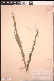 Attēlu rezultāti vaicājumam “Arabis hirsuta fruit”