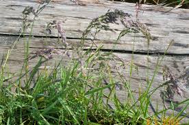 Attēlu rezultāti vaicājumam “Poa trivialis”