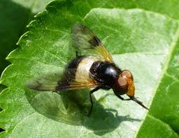 Attēlu rezultāti vaicājumam “Volucella pellucens”