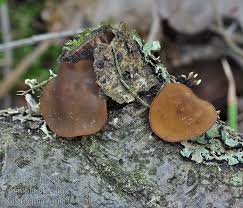 Attēlu rezultāti vaicājumam “Rutstroemia firma”